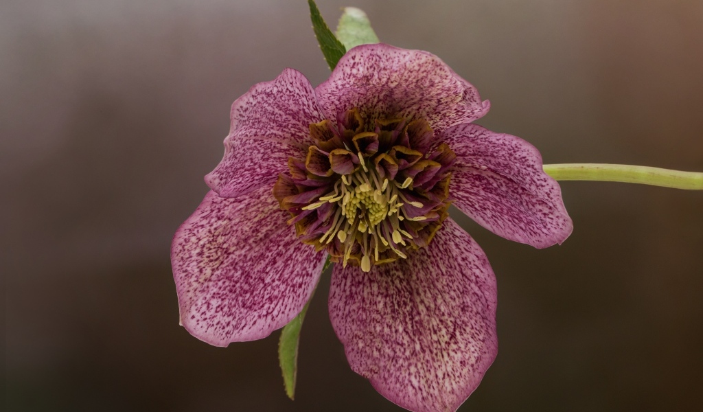 Розовый цветок морозника крупным планом