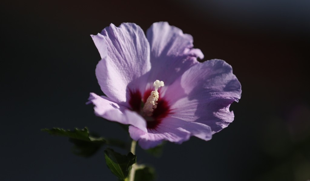 Розовый цветок гибискуса крупным планом