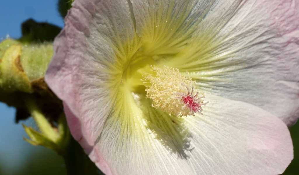 Розовый цветок гибискуса крупным планом