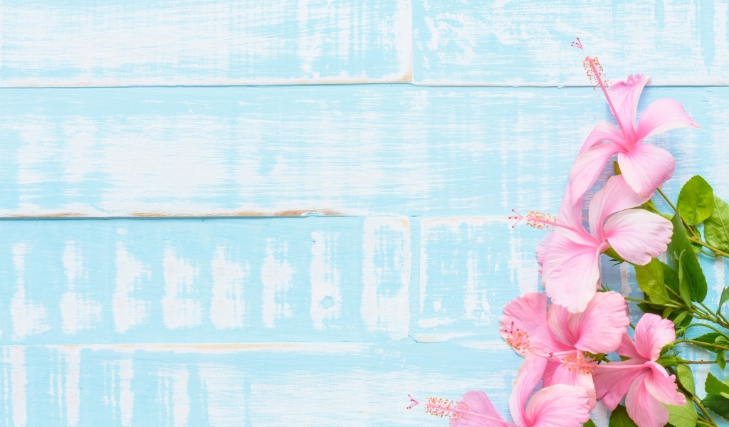 Розовые цветы гибискуса на голубом фоне