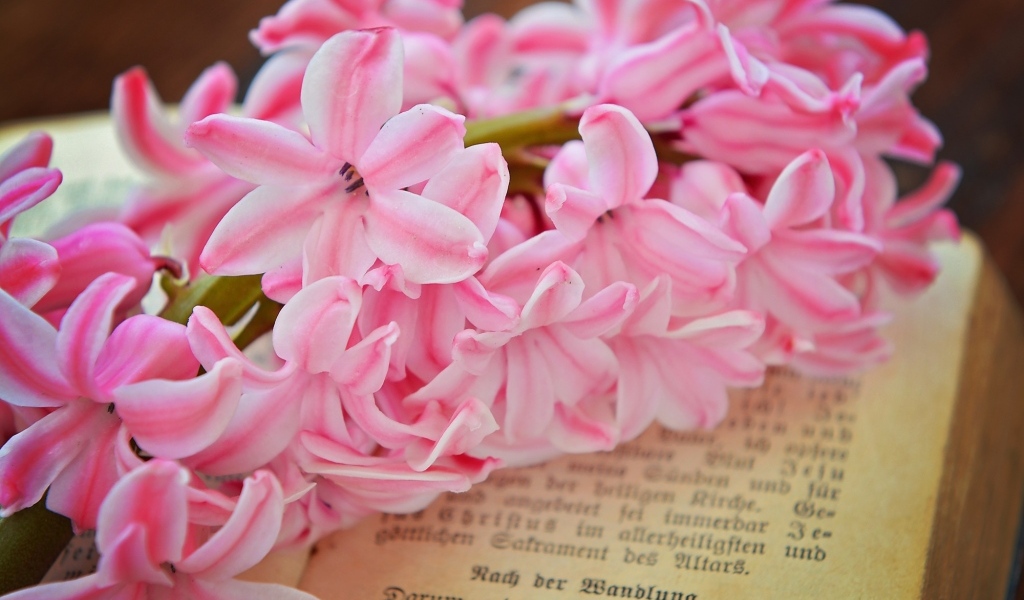 Розовый цветок гиацинта лежит на книге