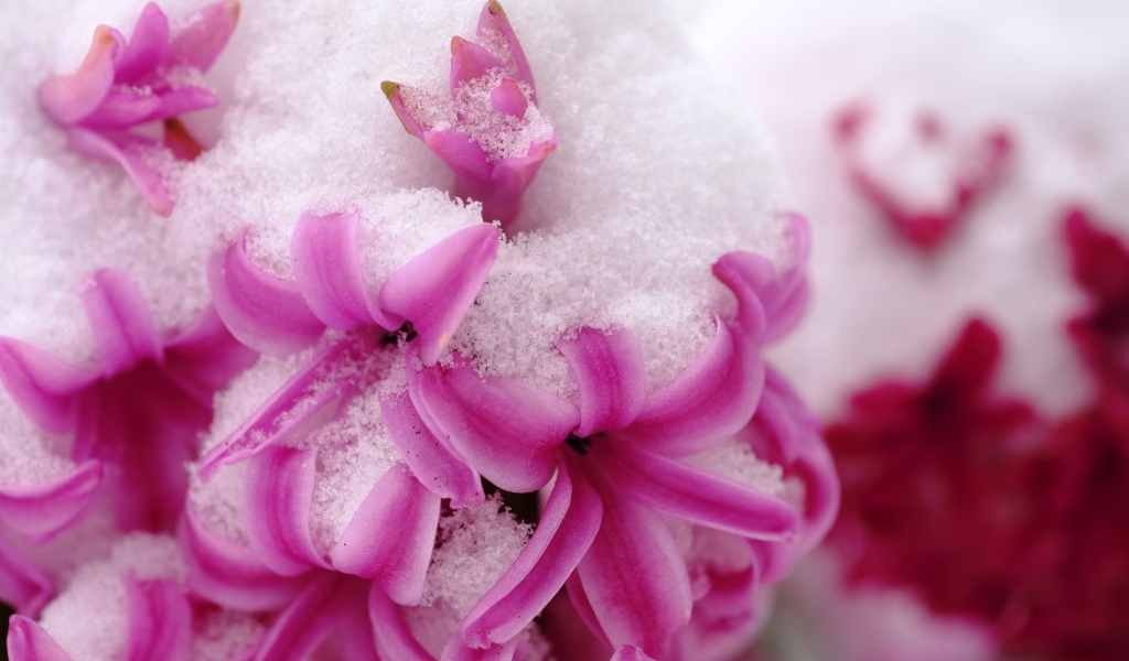 Розовые цветы гиацинта в снегу