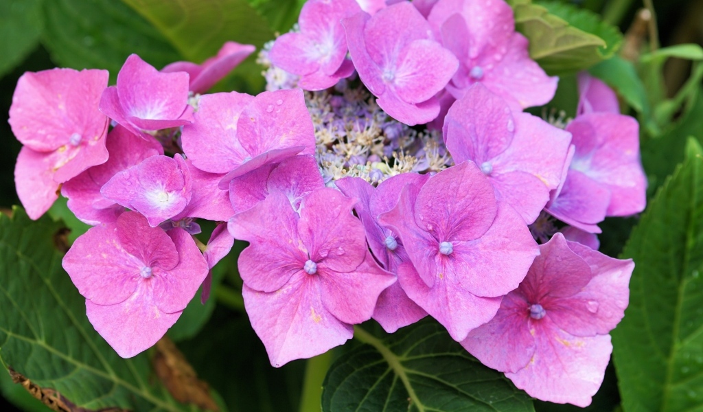 Цветы розовой гортензии распускаются в саду