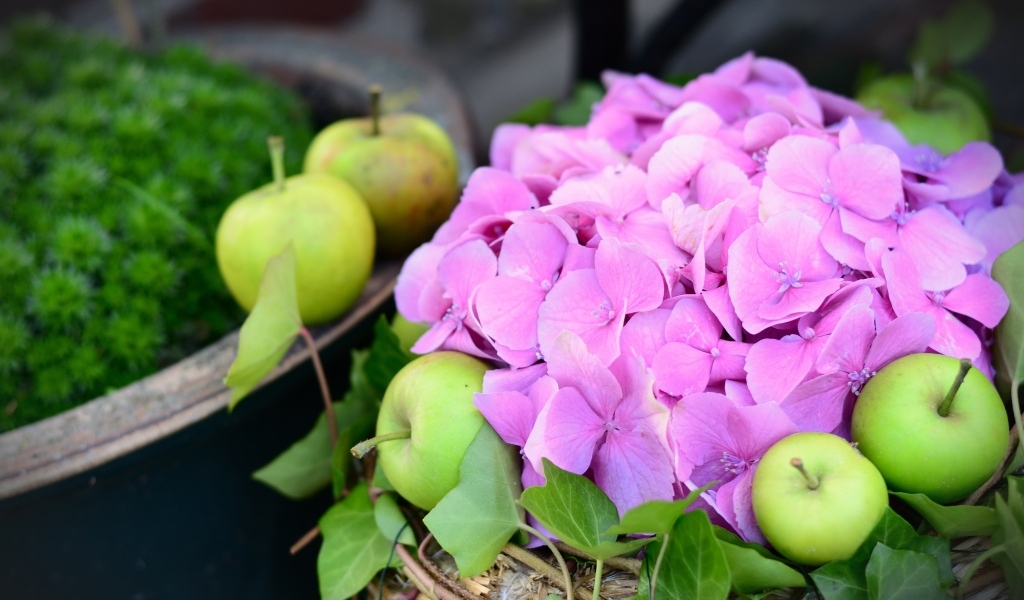 Розовые цветы гортензии с зелеными яблоками