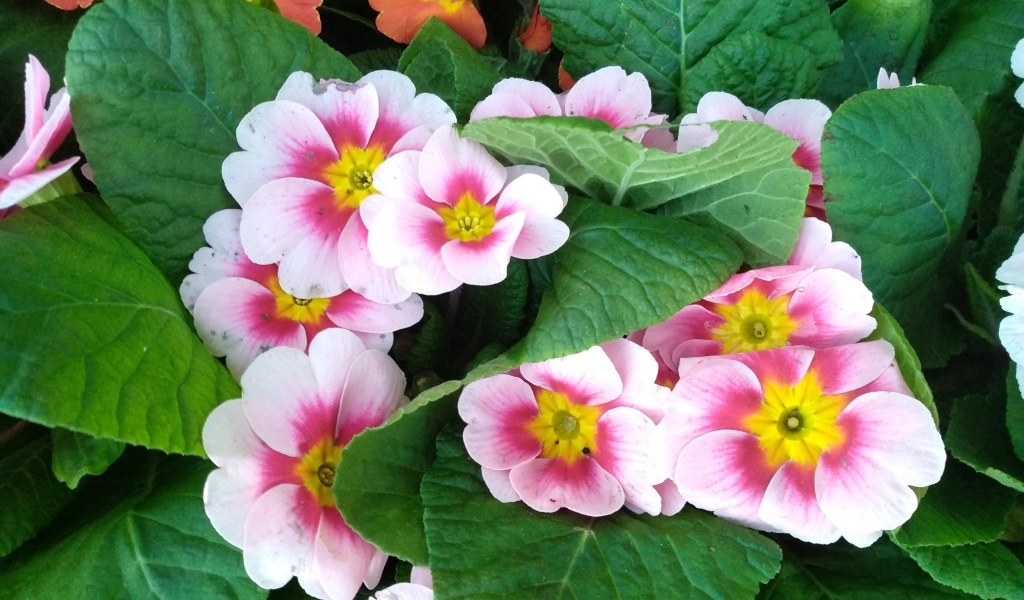 Розовый комнатный цветок примула с зелеными листьями