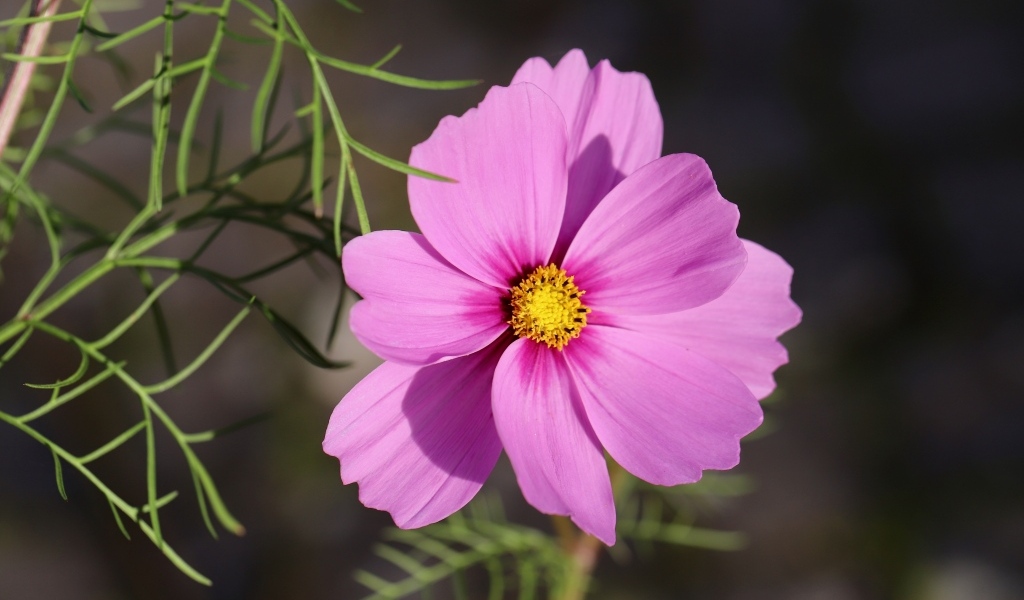 Розовый цветок космея крупным планом