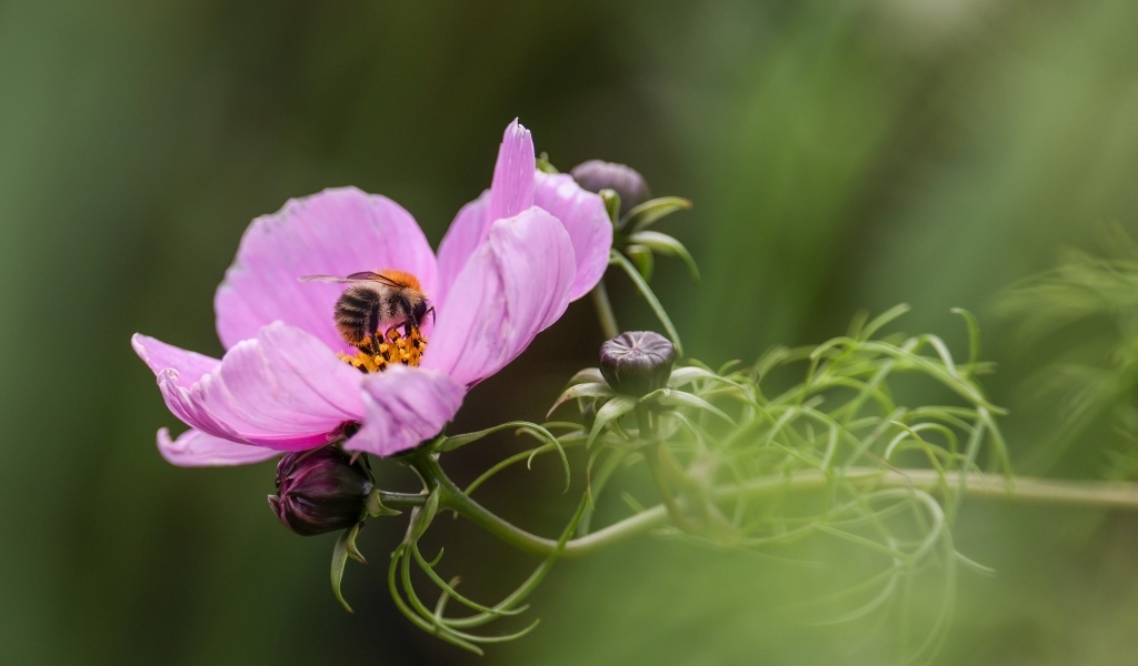 Розовый цветок космея с пчелой