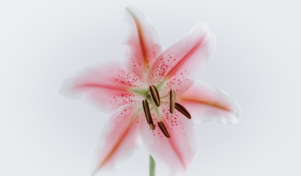 Розовый крупный цветок лилии на сером фоне