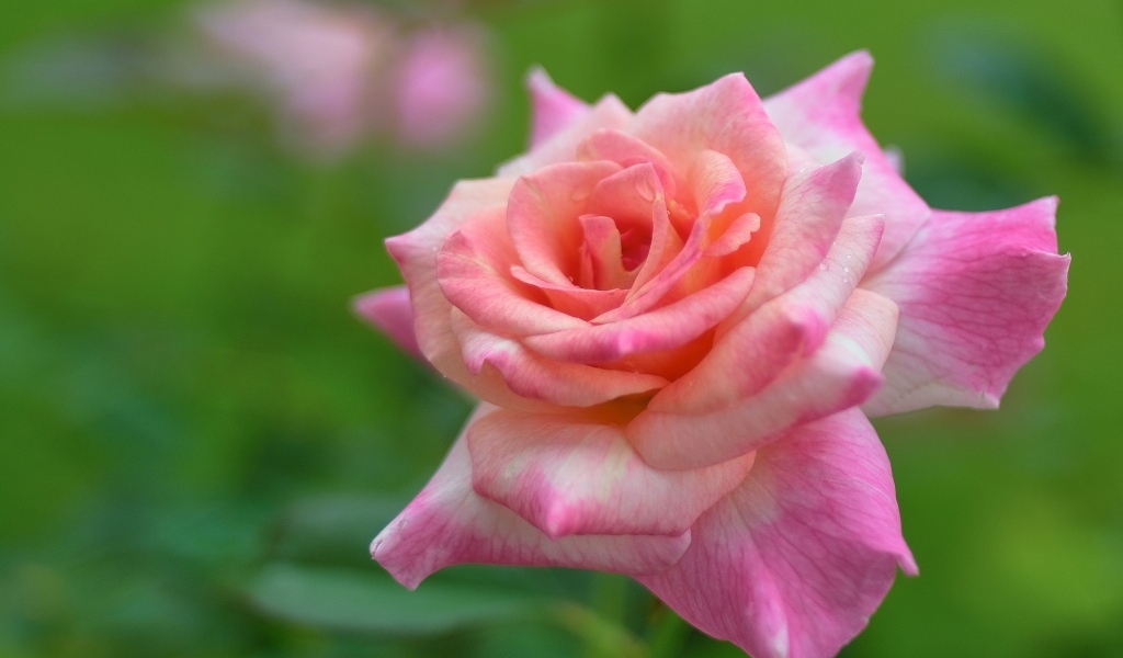 Розовая крупная роза на зеленом фоне