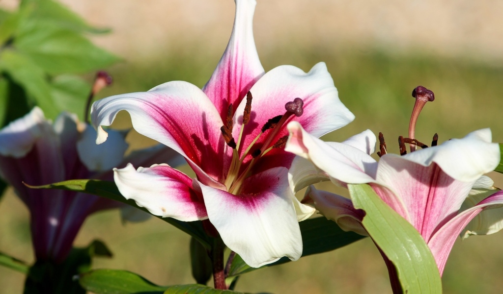 Розовые лилии в саду в лучах солнца