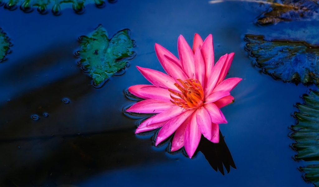 Розовый цветок лилии в воде 