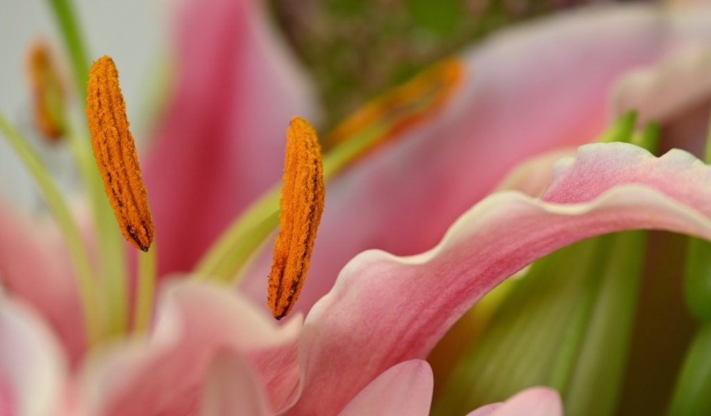 Розовая лилия с крупными  тычинками