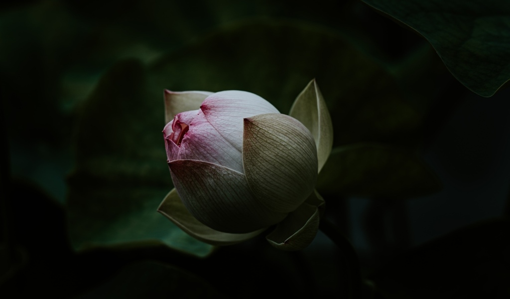 Бутон розового цветка лотоса крупным планом