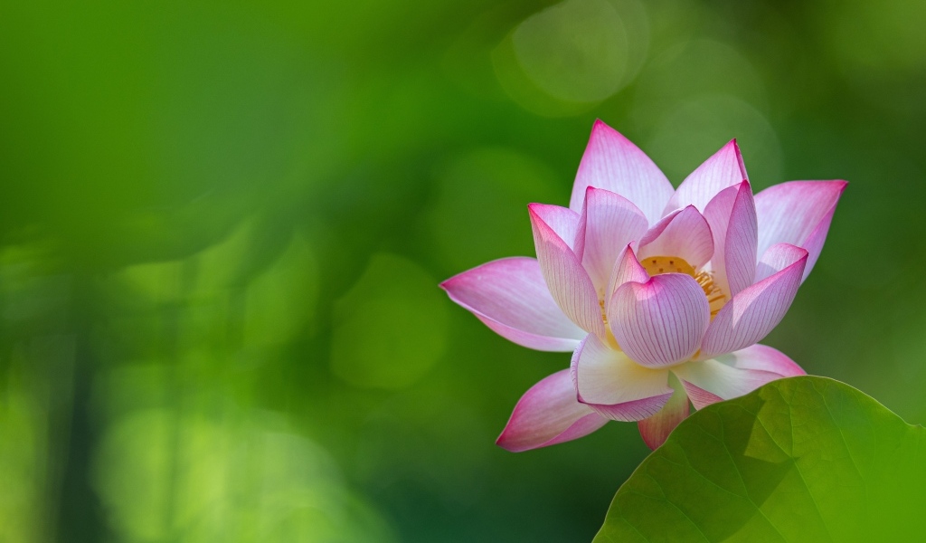 Розовый цветок лотоса на зеленом фоне