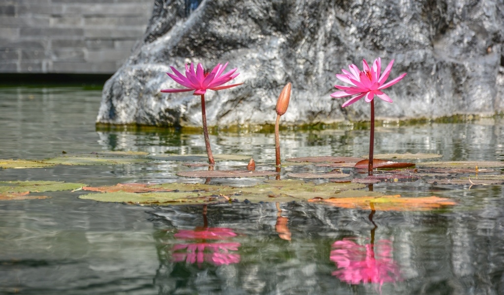Розовые цветы лотоса отражаются в воде
