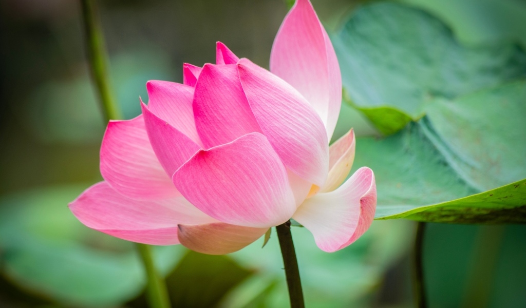 Розовый лотос с зелеными листьями