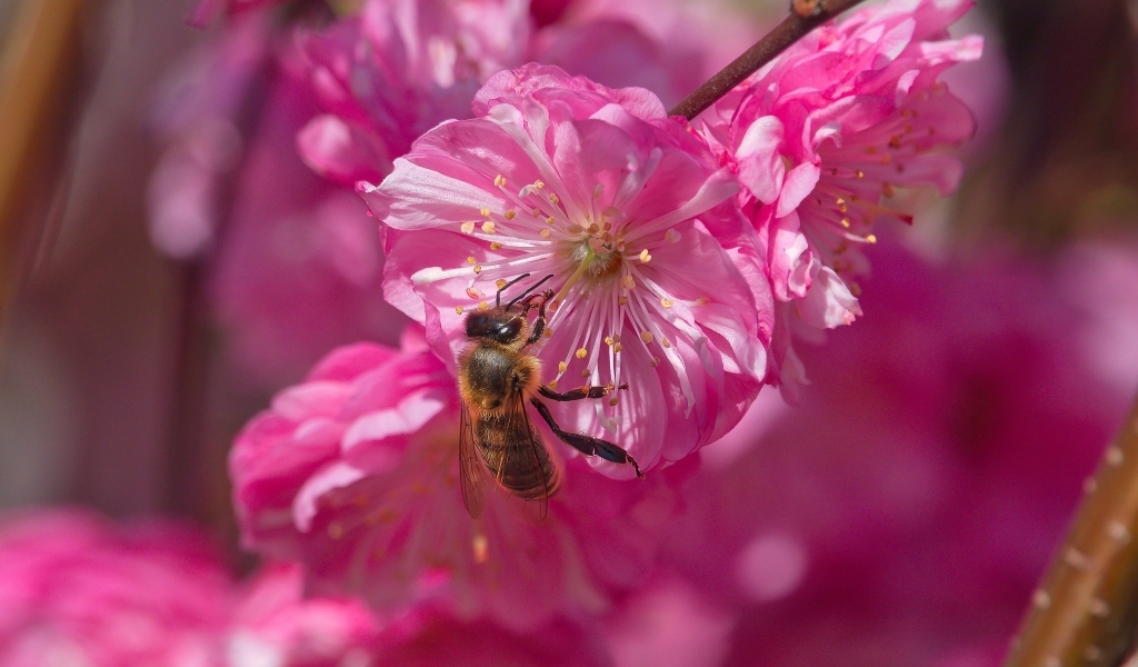 Розовый цветок луизеания с пчелой