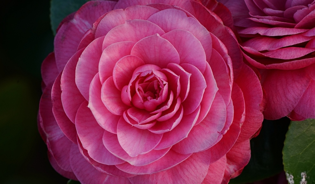 Розовый пышный цветок камелия