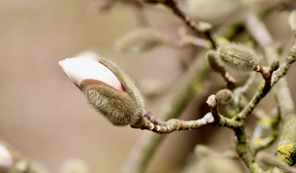 Розовый цветок магнолии распускается на ветке