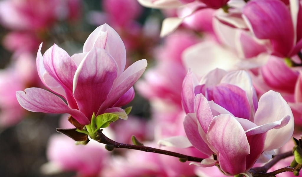 Розовые цветы  магнолии на ветке