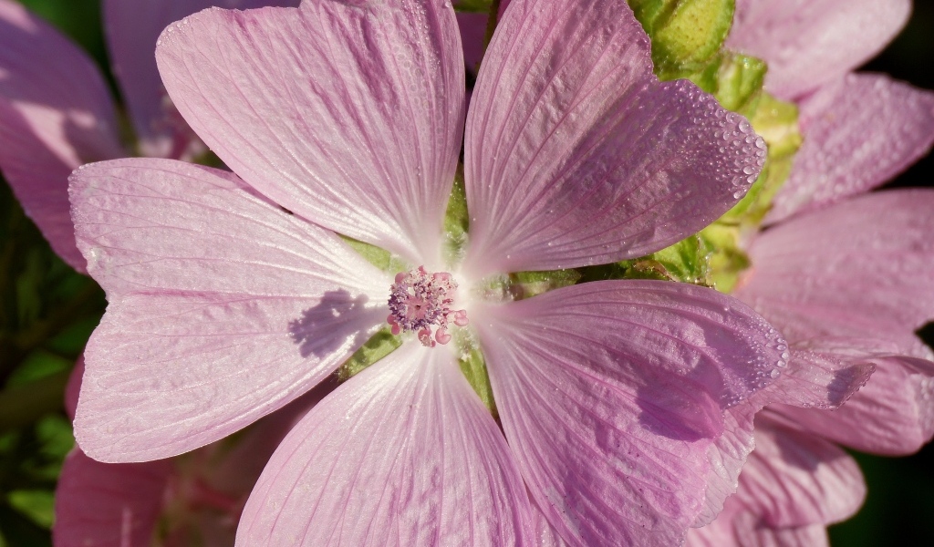 Розовый цветок мальва крупным планом