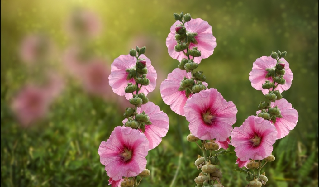 Розовые мальвы в лучах летнего солнца