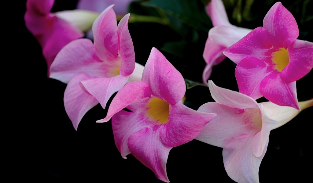 Розовые цветы мандевилла на черном фоне