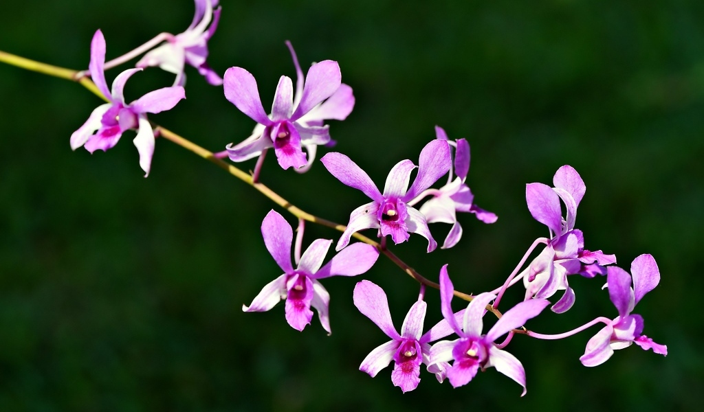 Розовые цветы орхидеи на ветке крупным планом