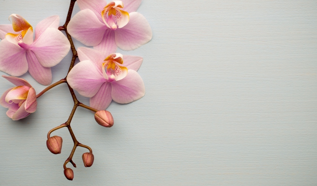 Розовые цветы орхидеи с бутонами на сером фоне