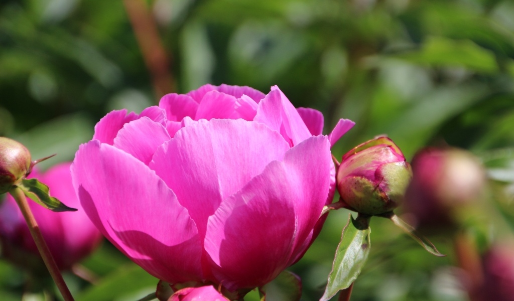 Розовые пионы с бутонами на клумбе