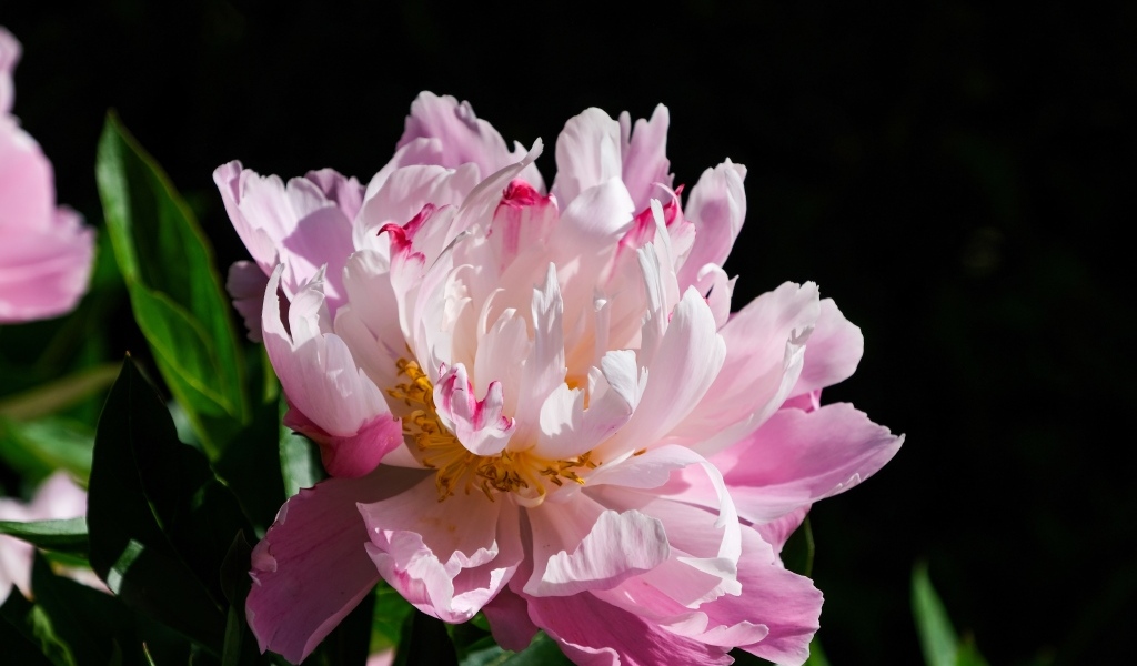 Розовый пион в лучах солнца на черном фоне