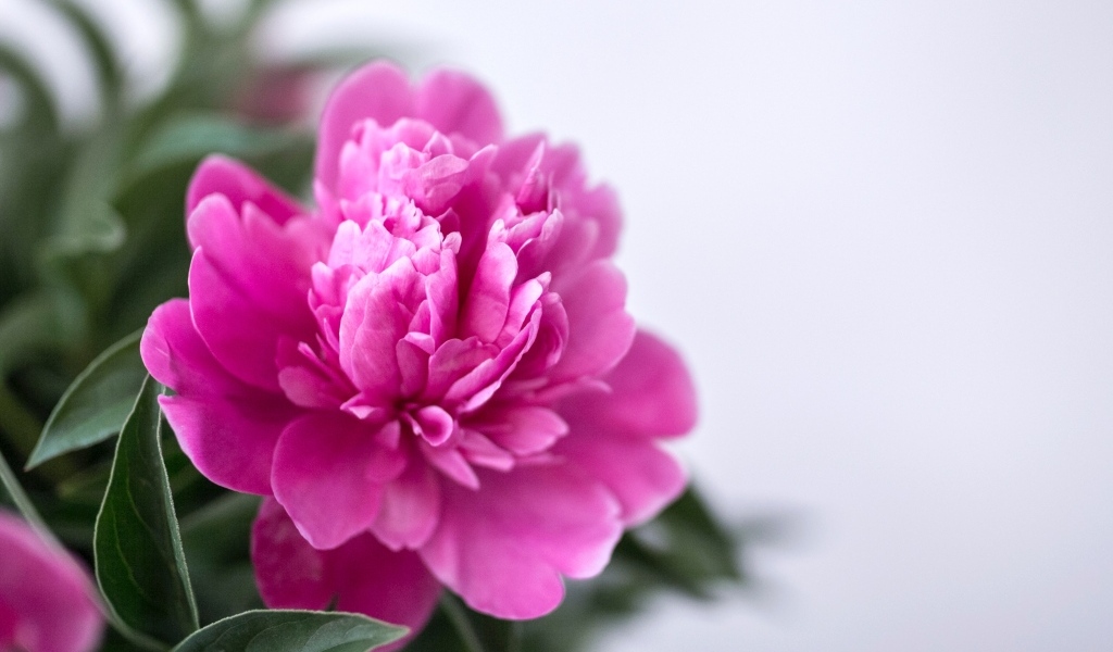 Розовый пион с зелеными листьями крупным планом