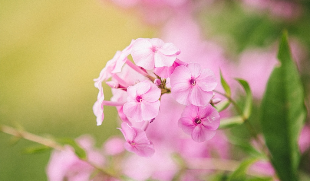 Розовые цветы флокса крупным планом