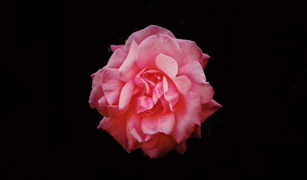 Розовая сорванная роза на черном фоне