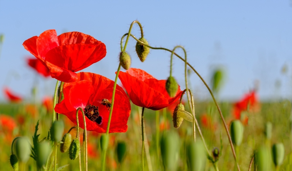 Розовые маки в поле под голубым небом