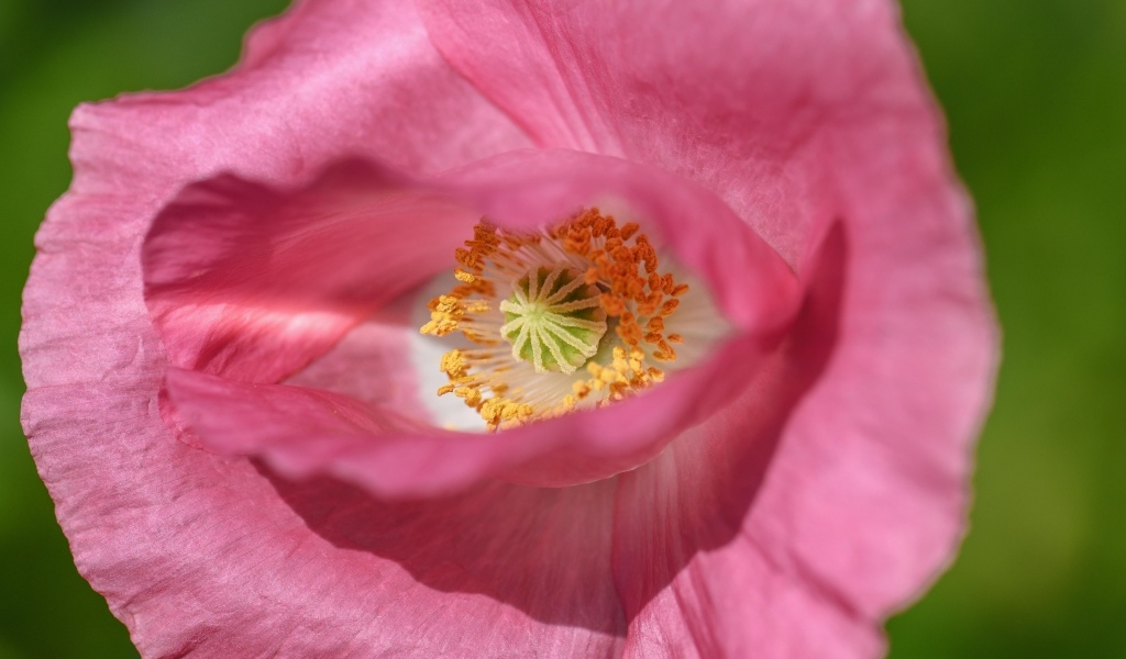 Розовый мак на зеленом фоне крупным планом