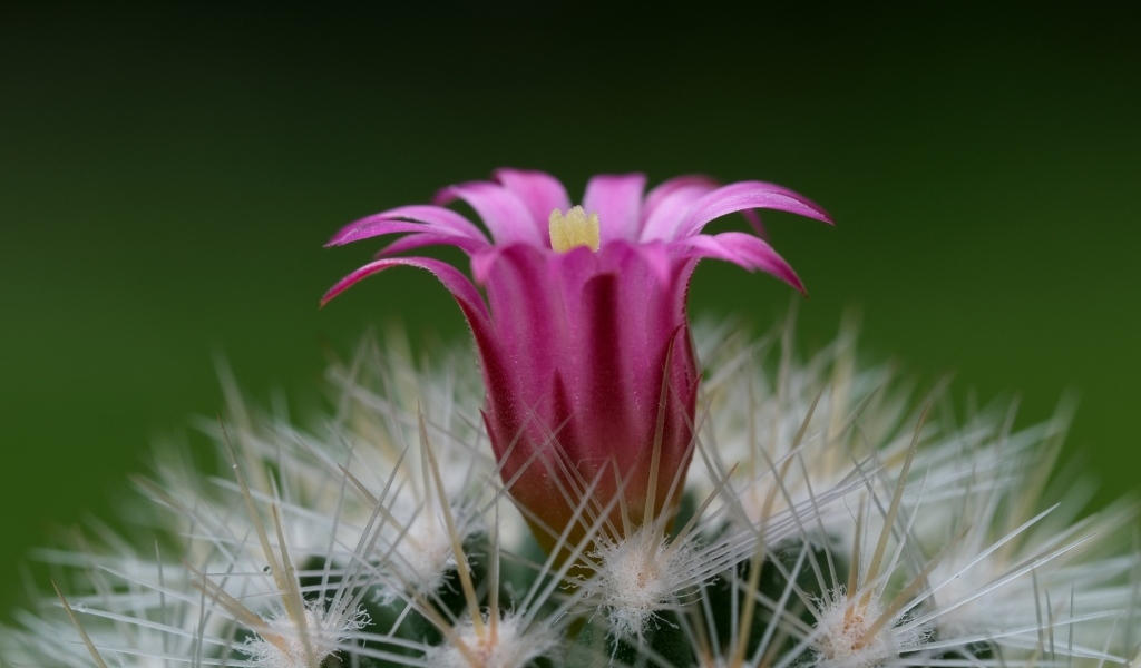 Розовый цветок колючего кактуса крупным планом