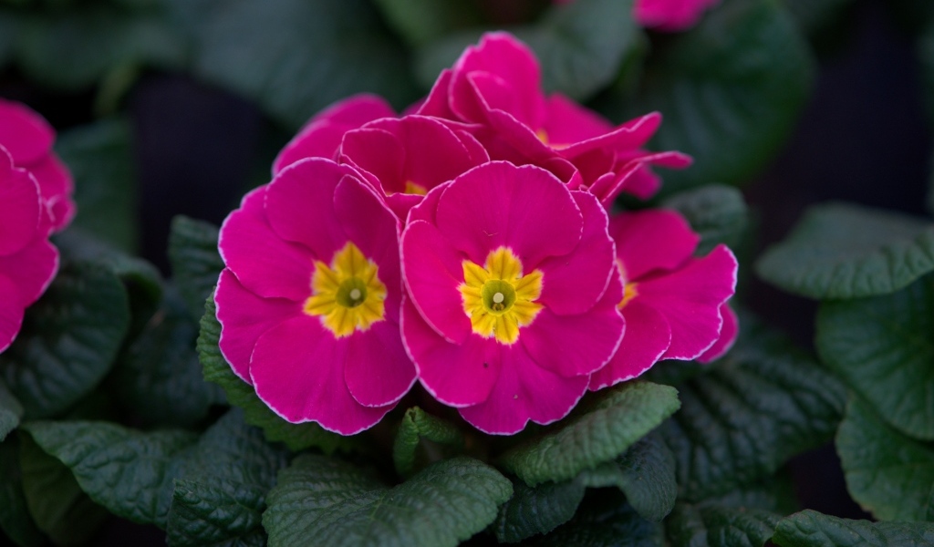 Розовый цветок примулы в горшке