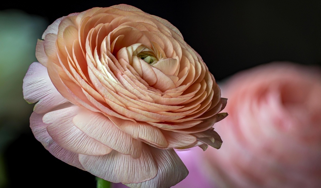 Цветок розового лютика крупным планом