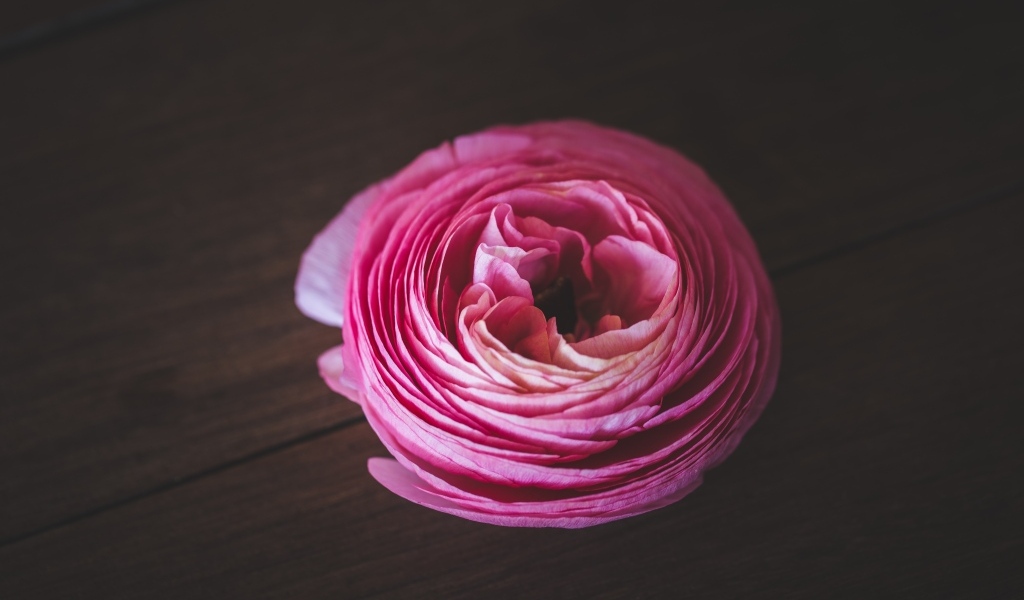 Розовый цветок лютика на деревянном столе