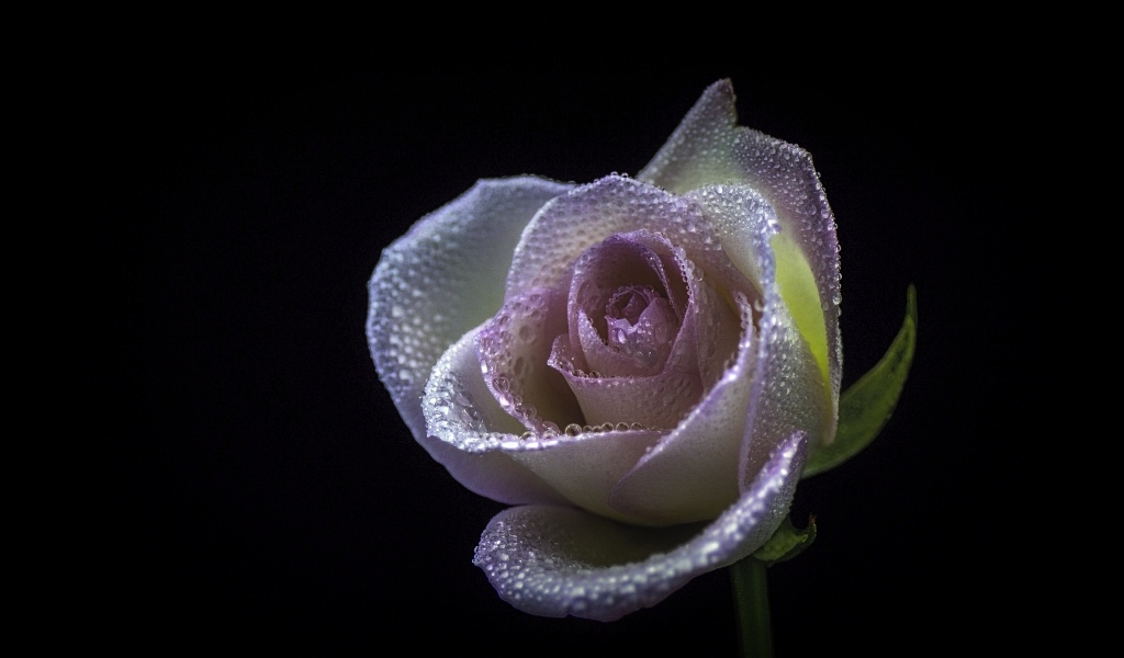 Розовый цветок розы в каплях  росы на черном фоне