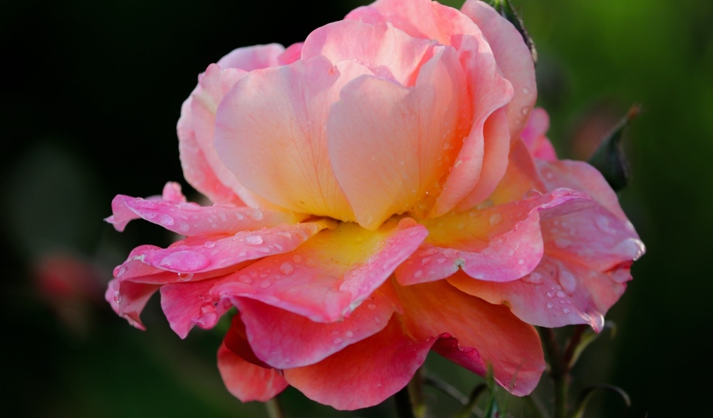 Розовый цветок розы с каплями росы на лепестках