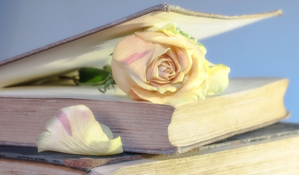 Розовая роза в книге