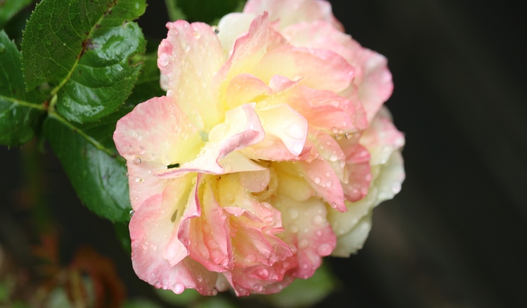 Розовая роза в каплях росы на клумбе