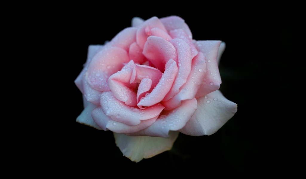 Розовая роза в каплях на черном фоне