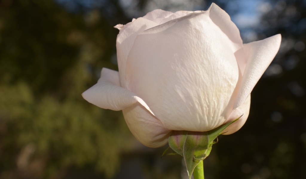 Розовая роза в лучах солнца крупным планом