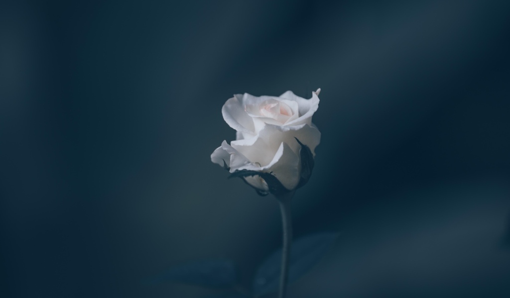 Розовая роза на сером фоне