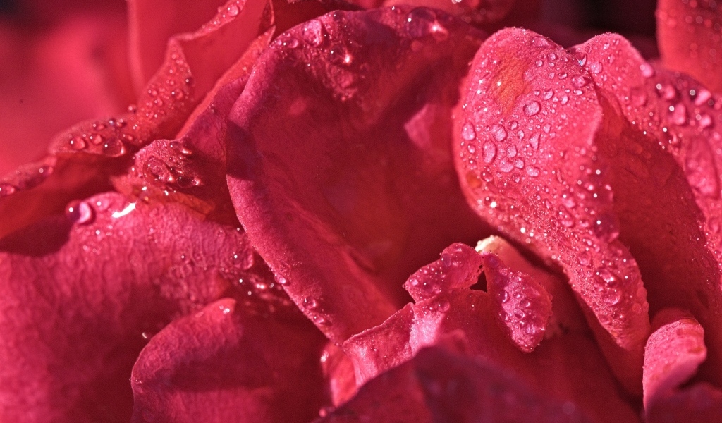 Розовые лепестки розы в каплях росы
