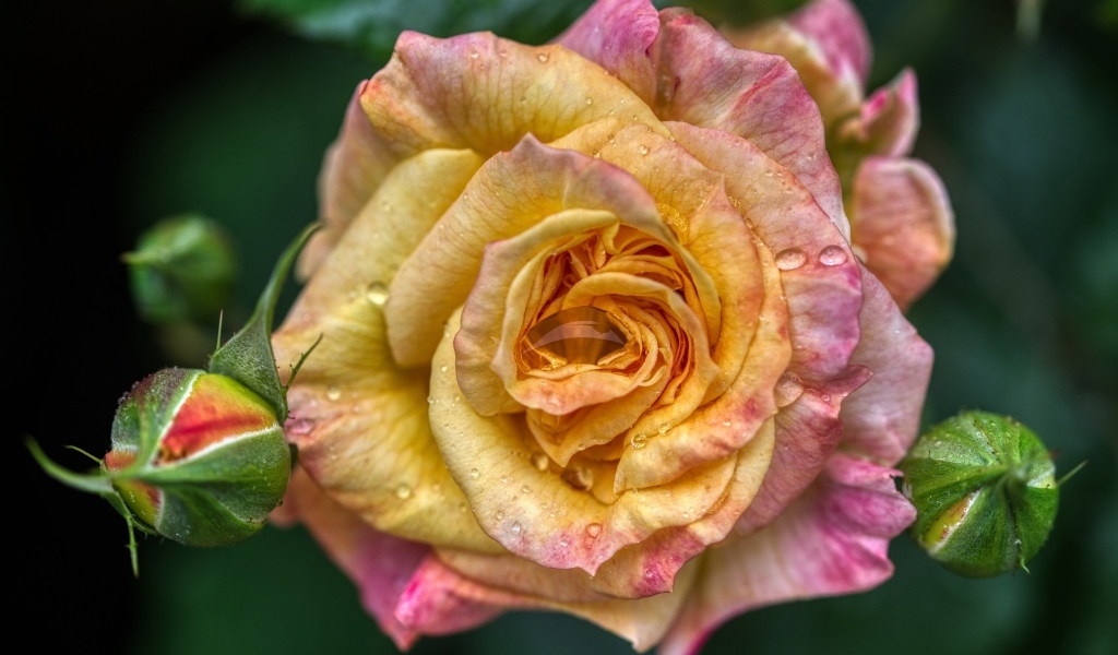 Розовая роза с бутонами крупным планом