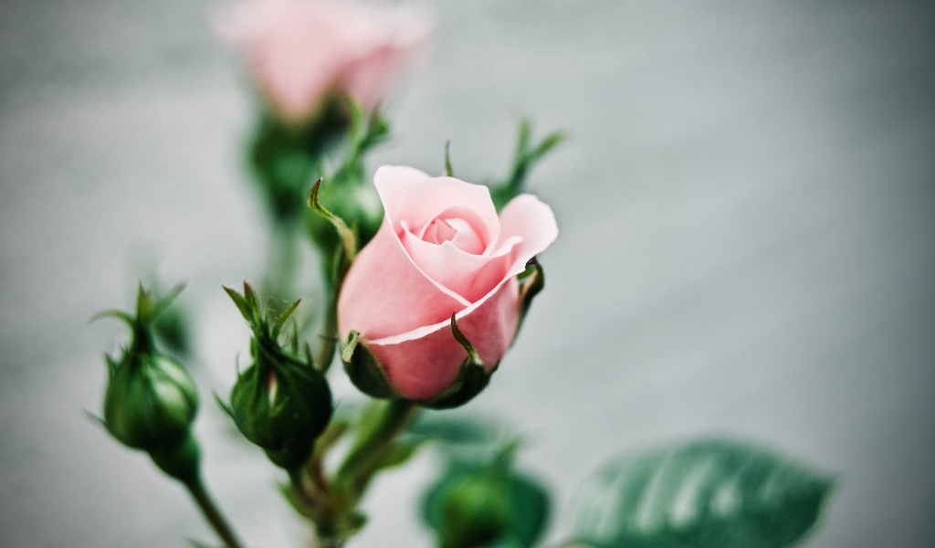 Розовая роза с бутонами на сером фоне